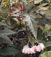 B. ‘Mildred Burchett’